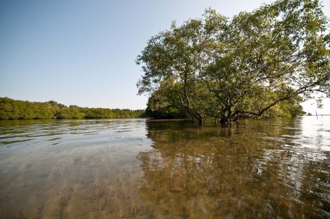 Mangroves and Estuary of the Tatai River, Coastal Cambodia